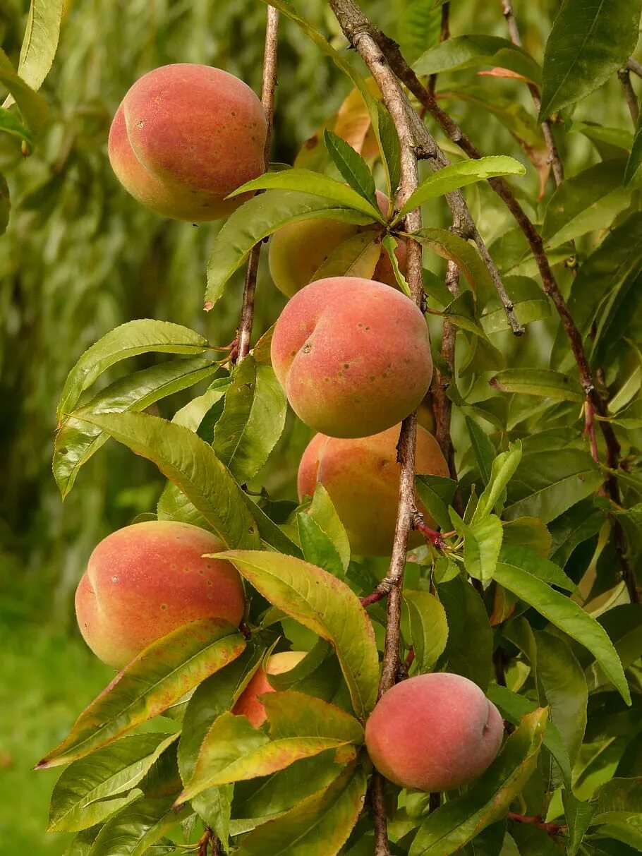 Peach tree