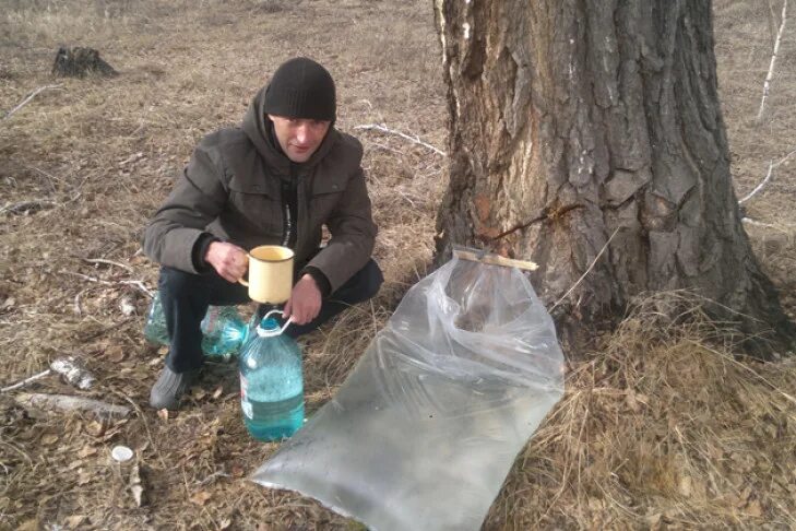 Мешки для сбора березового сока. Пластиковый мешок для сбора сока березового. Сбор березового сока в полиэтиленовые мешки. Сбор березового сока топором. И щедро поила меня березовым соком