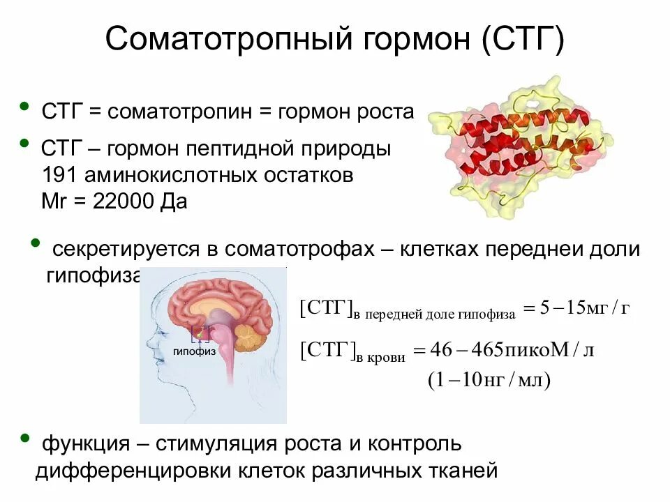 Синтез гормона роста. Соматотропный гормон (СТГ, гормон роста, соматотропин). Строение соматотропный гормон (СТГ). Гормон роста ( соматотропин) структура. Гормон роста формула структурная.