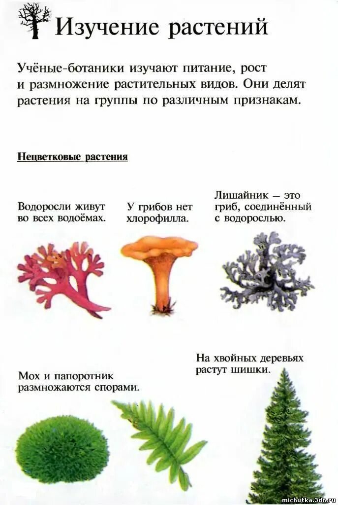 Растения царство растений. Что изучает современная ботаника. Зачем изучают растения. Ботаника биология. Что изучает ботаника как наука?.