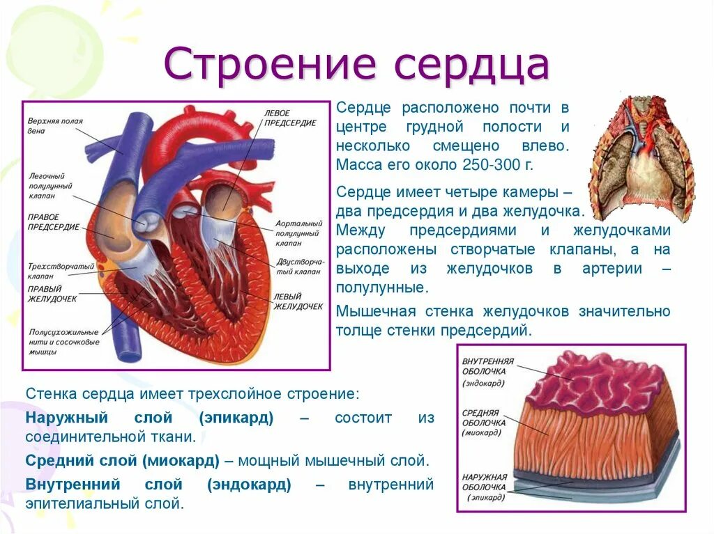 Записать строение сердца. Общая схема строения сердца. строение сердца человека рисунок с описанием. строение стенки желудочка сердца. строение и принципы работы сердца.