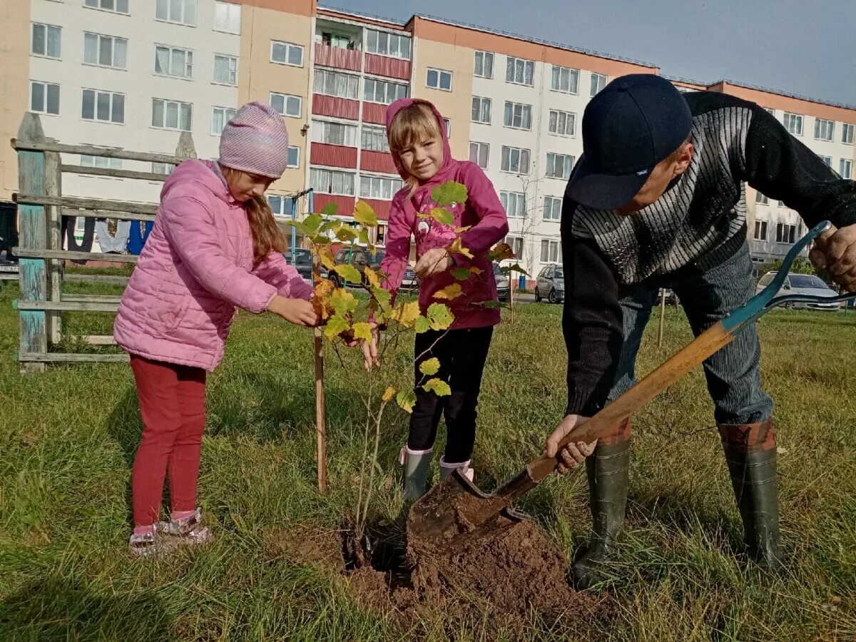 Посадка деревьев. Коллективная посадка деревьев. Высаженные деревья. ЖКХ высадка деревьев.