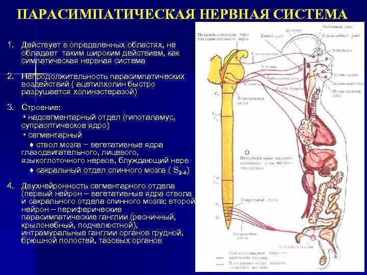 Нервный узел где. Ганглии симпатической нервной системы расположены. Сегментарный отдел вегетативной нервной системы. Парасимпатический интрамуральный ганглий. Парасимпатическая система.