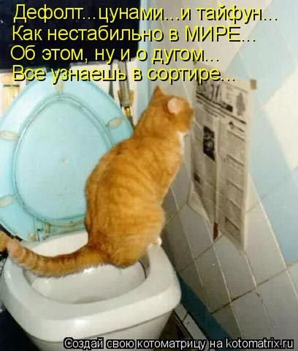 Утром хочется в туалет. Смешные коты на унитазе. кот на унитазе прикол. коты смешные с надписями в туалете. кошачий туалет прикол.