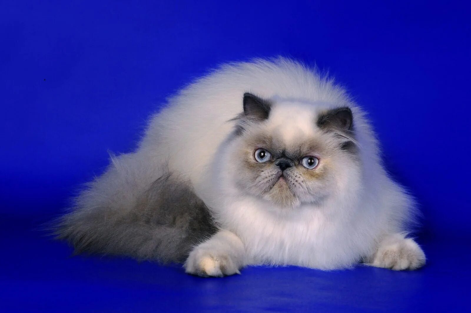 Метовые персы. Персидская длинношерстная шиншилла. Персидская голубая кошка. Персидская кошка породы кошек. Персидские котята.