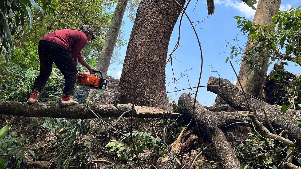 Cut down plant. Cutting down Trees. Телефон на дереве. Man Cutting down a Tree drawing. Cutting down too many Trees.