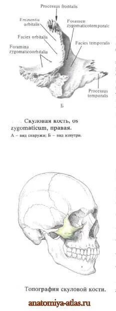 Анатомия скуловой кости. Анатомия скуловой кости и дуги. Скуловая кость анатомия человека. Анатомия скуловой кости на кт. Скуловой отросток лобной кости анатомия.