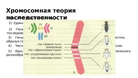 Где расположены гены в хромосомах