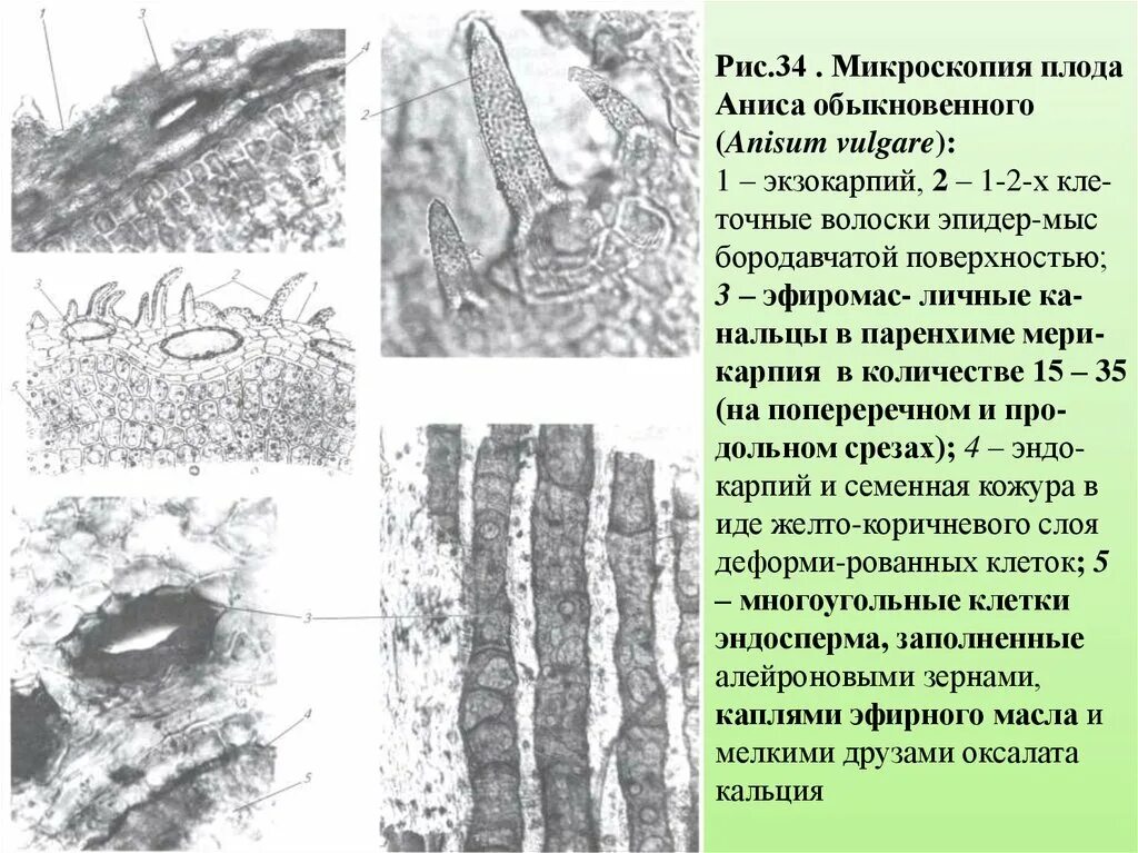 Микроскопический анализ лекарственного растительного