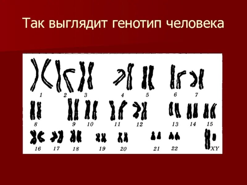 Генотип организма определяется. Генотип человека. Нормальный генотип человека. Генотип как выглядит. Генотип человека картинка.