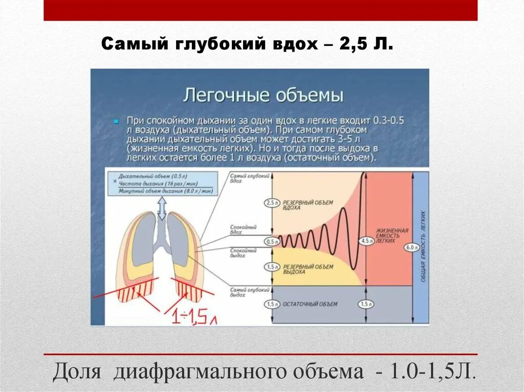 Изменения объема легких. Объем легких при вдохе и выдохе. Резервный объем вдоха и выдоха. Емкость вдоха. Самый глубокий вдох.