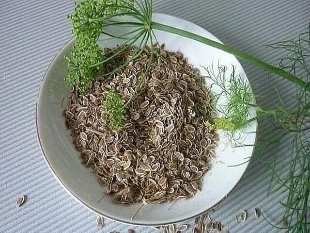 Водичка из семян укропа. Водичка из семян укропа