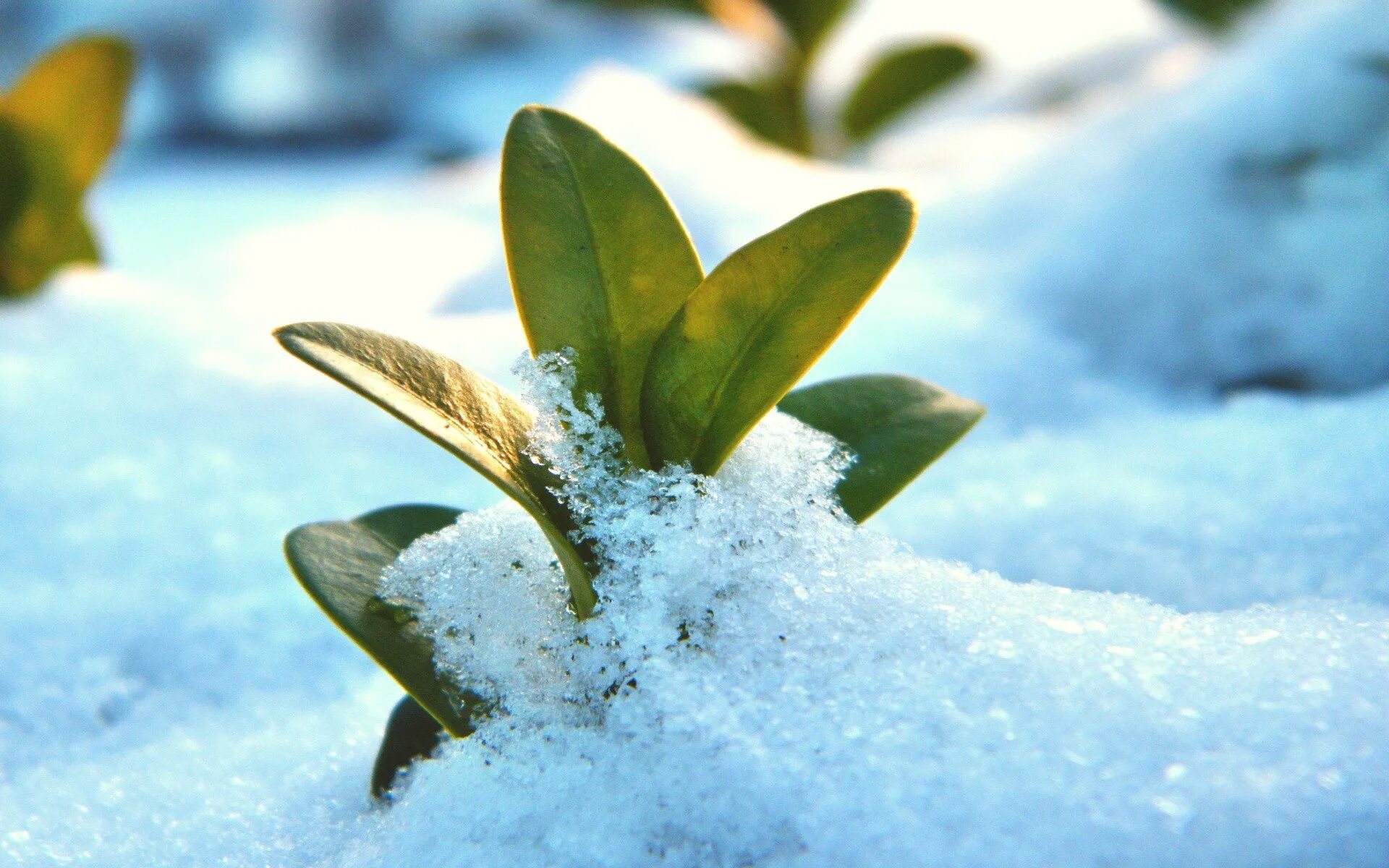 Под снегом есть воздух. Зимние растения. Растения под снегом. Зимний покой растений. Цветы в снегу.