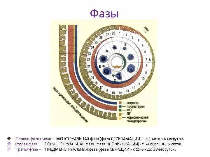 1 И 2 фаза менструационного цикла. Состояние 1-2 фазы цикла. 12 День цикла какая фаза. Фазы цикла менструационного цикла по дням.