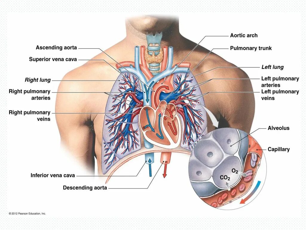 Pulmonary Trunk. Pulmonary Blood Flow. Pulmonary Blood Vessels. Сколько легочных артерий