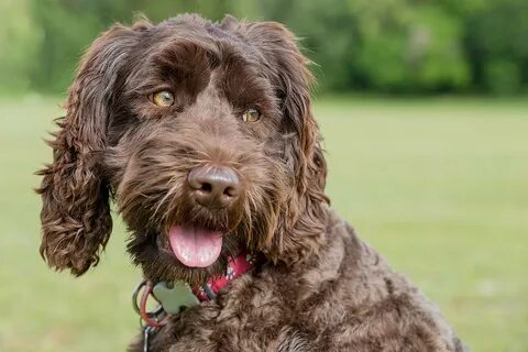 Best dog