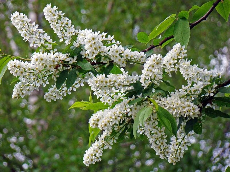 цветущая черемуха. черемуха маака куст. цветущая черемуха. черемуха черемуха стоит белым бела. иллюстрация к стихотворению черемуха есенина.