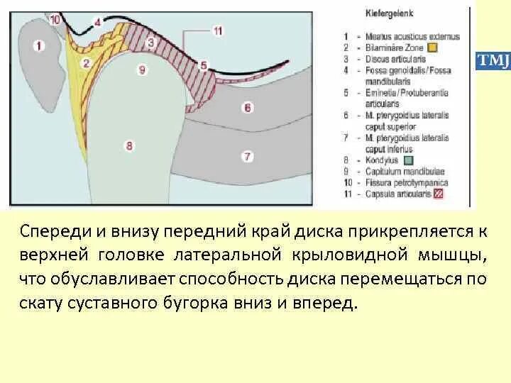 Скат бугорка. Биламинарная зона височно-нижнечелюстного сустава. поверхности суставного бугорка внчс. скат суставного бугорка. внутрисуставные связки внчс.
