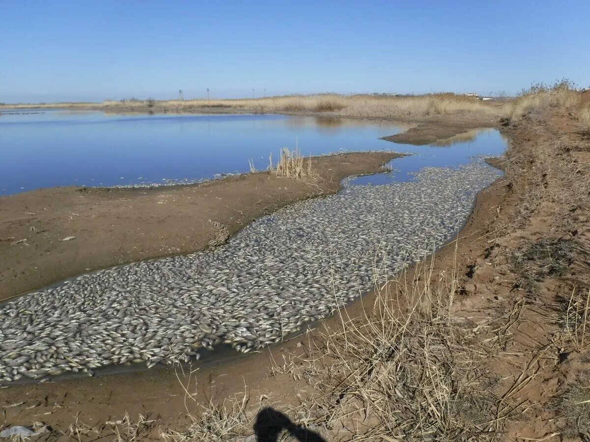 Вода в реке астрахань. Обмеление Волги Астрахань. Замор рыбы Астраханской. Река Ерик Астрахань. Замор рыбы в Астраханской области.