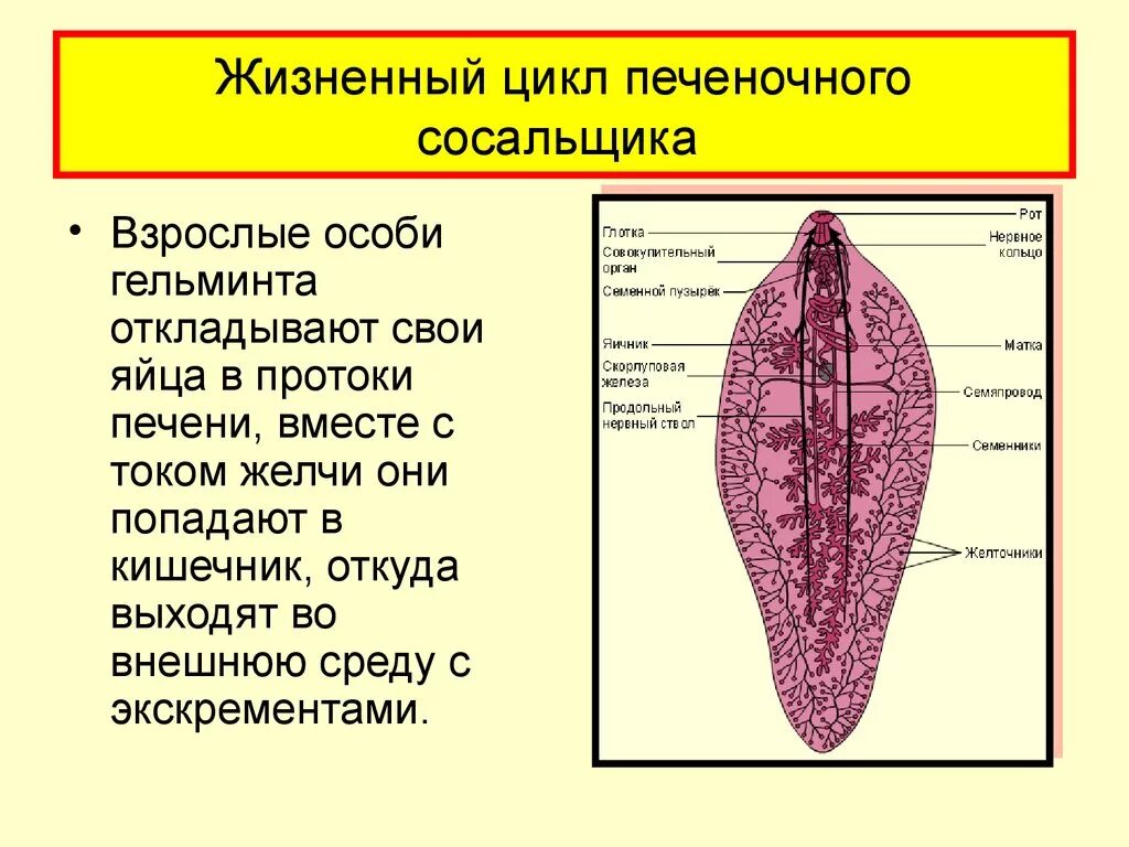 Печеночные сосальщики кишечник. Ланцетовидная двуустка строение. Печеночный сосальщик схема строения. Яйца ланцетовидной двуустки. Взрослая особь печеночного сосальщика.