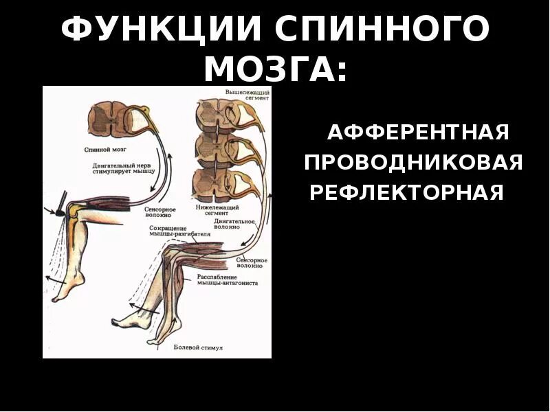 Рефлекторная функция спинного мозга строение. Спинной мозг рефлексы спинного мозга. Проводниковая функция спинного мозга схема. Основы физиологии спинного мозга.