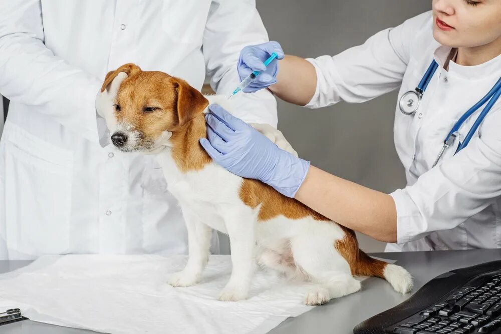 Иммунизация животных. Вакцинация собак и кошек. вакцинация омашнихживотных. вакцинация против бешенства животных. вакцинация собак от бешенства.