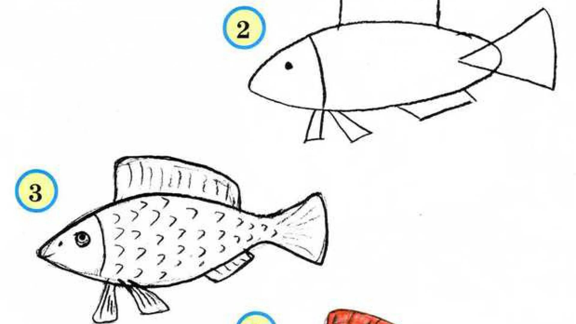 нарисовать щуку. нарисовать щуку легко. как нарисовать щуку. учусь рисовать щуку.