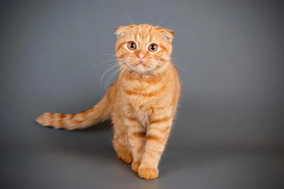 Шотландская рыжая кошка