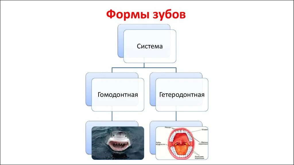 Имеются дифференцированные зубы
