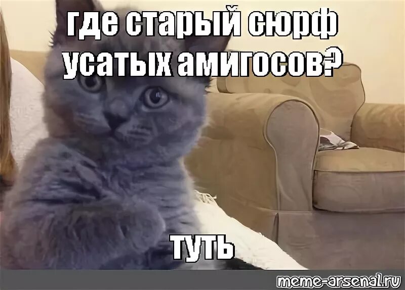 Причина тряски откуда мем. Туть Мем. Котик туть Мем. Усатые Амигосы. Где туть.