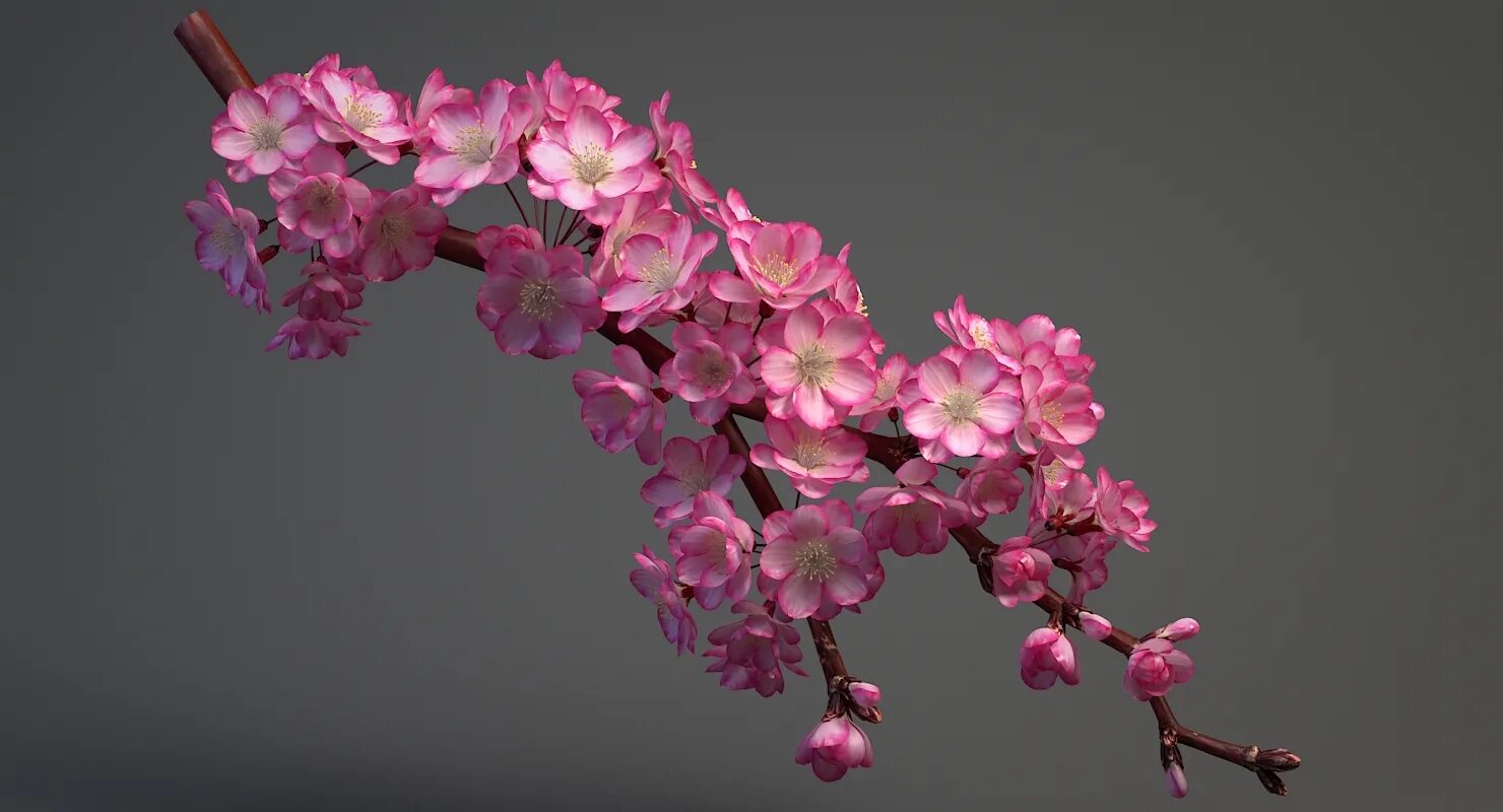 Ветка ампельная Сакура. Сакура 3д. Sakura ветка. Хонор Сакура. Три сакуры