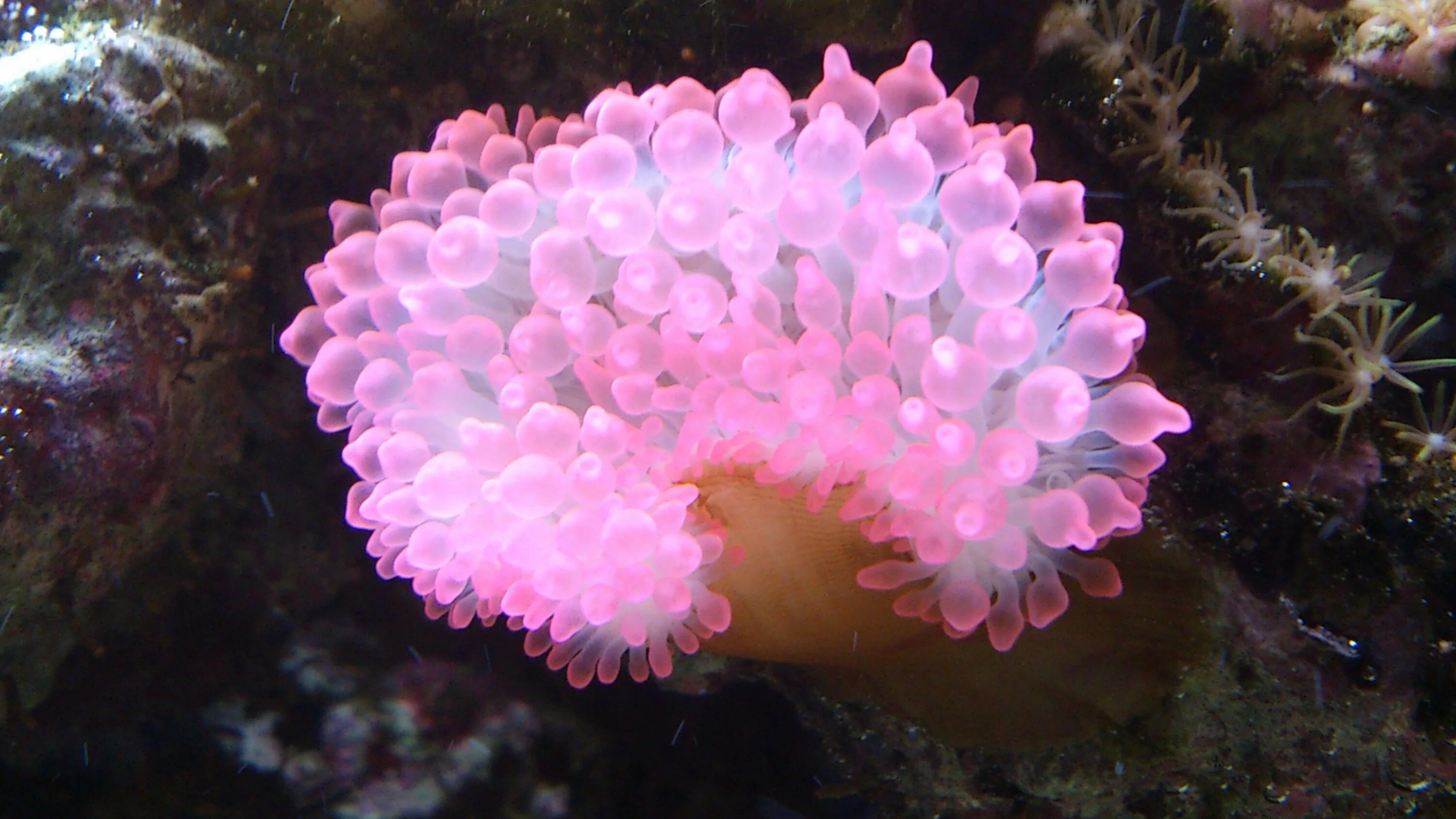 Почкование коралловых полипов. Скелет коралловых полипов. Полип обыкновенный. Морская анемона актиния. Полип обыкновенный.