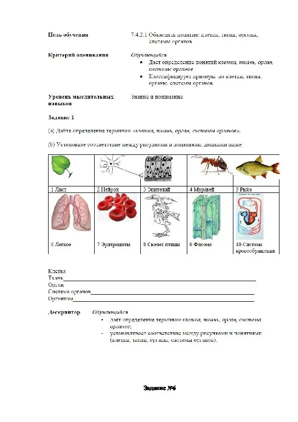 Контрольная по биологии 7 класс бактерии. Сравнение растительной и животной клетки. Клетка ткани биология 7 класс. Система органов животных клеток. Клетка ткань орган система органов.
