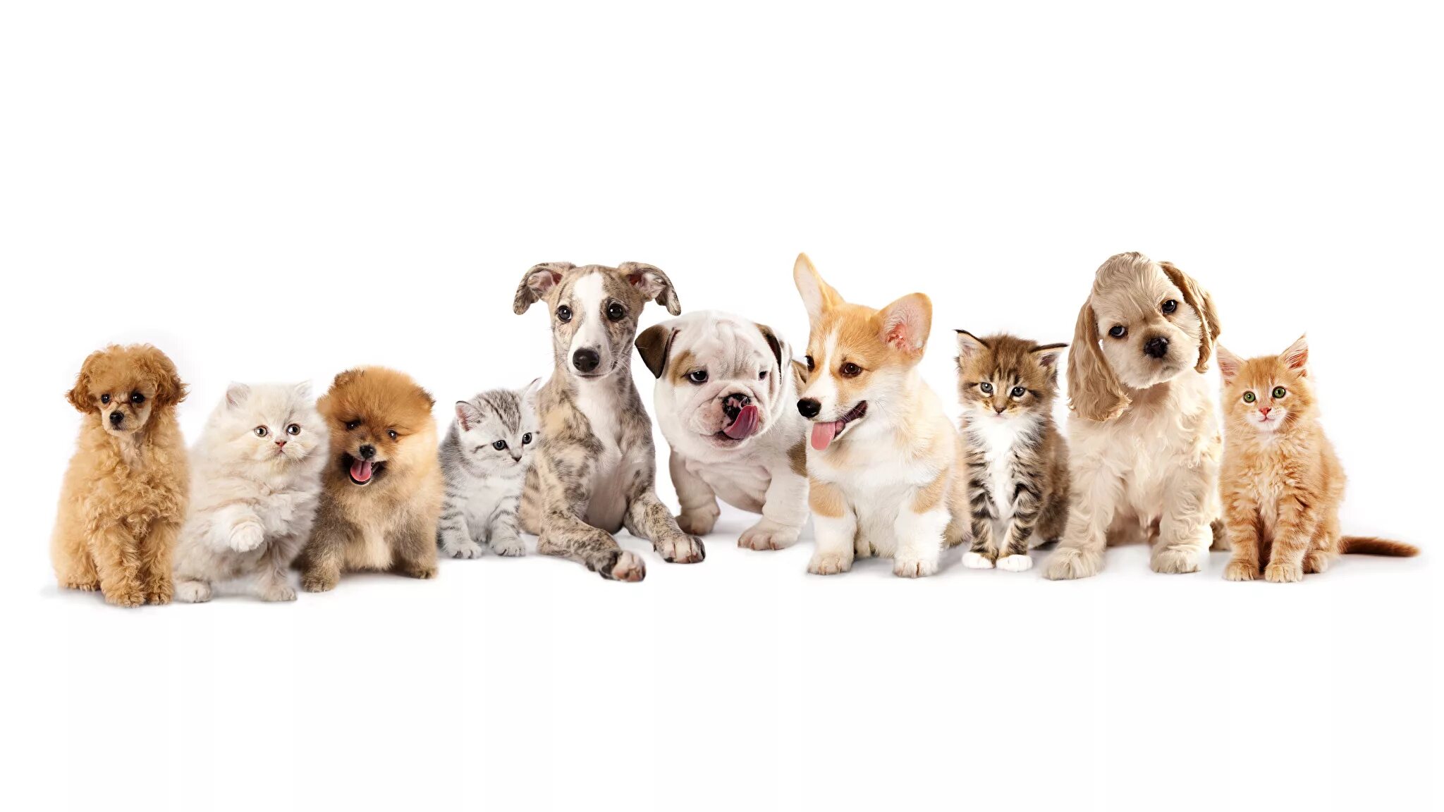 Много домашних животных. Большой выбор животных. Магазин животных. Зоотовары реклама. Собака в зоомагазине.