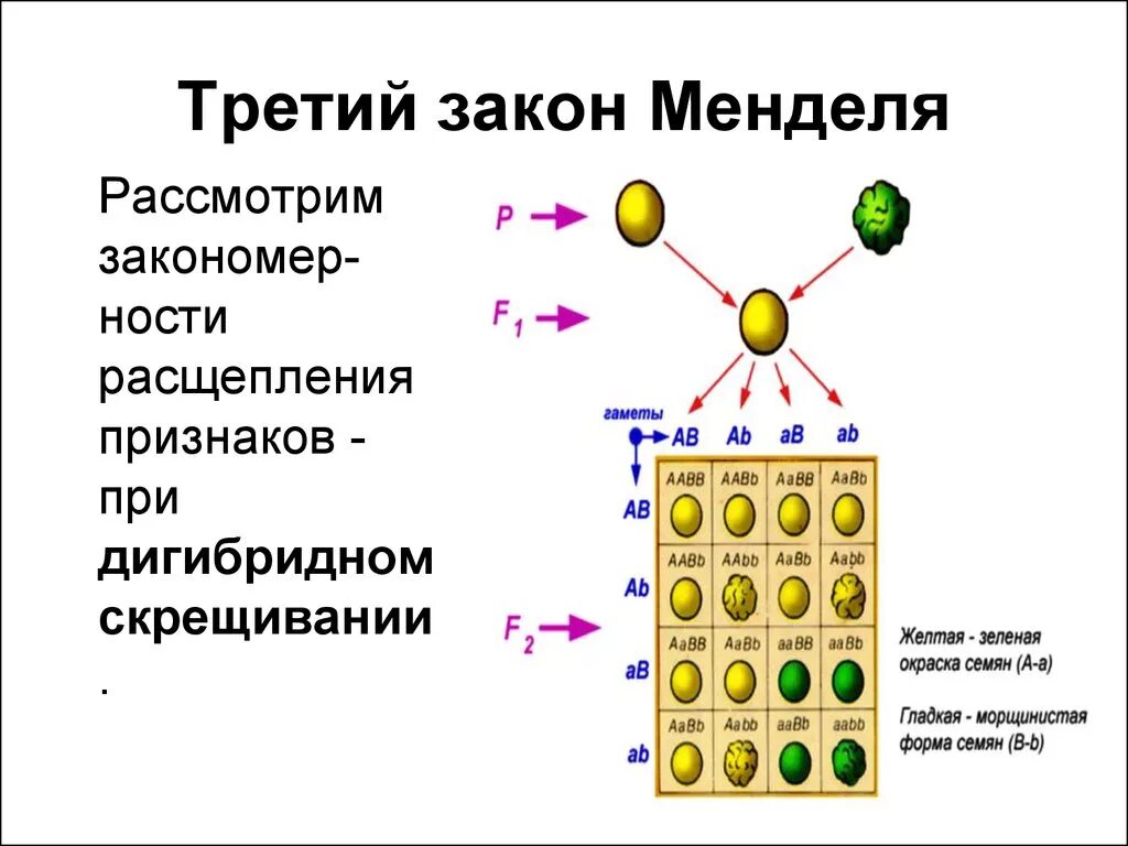 Расщепление по генотипу при дигибридном. 3 Закон генетики Менделя кратко. 3 Закон Менделя генотип. 3 Закон Менделя расщепление по генотипу. Генетическая схема 3 закона Менделя.