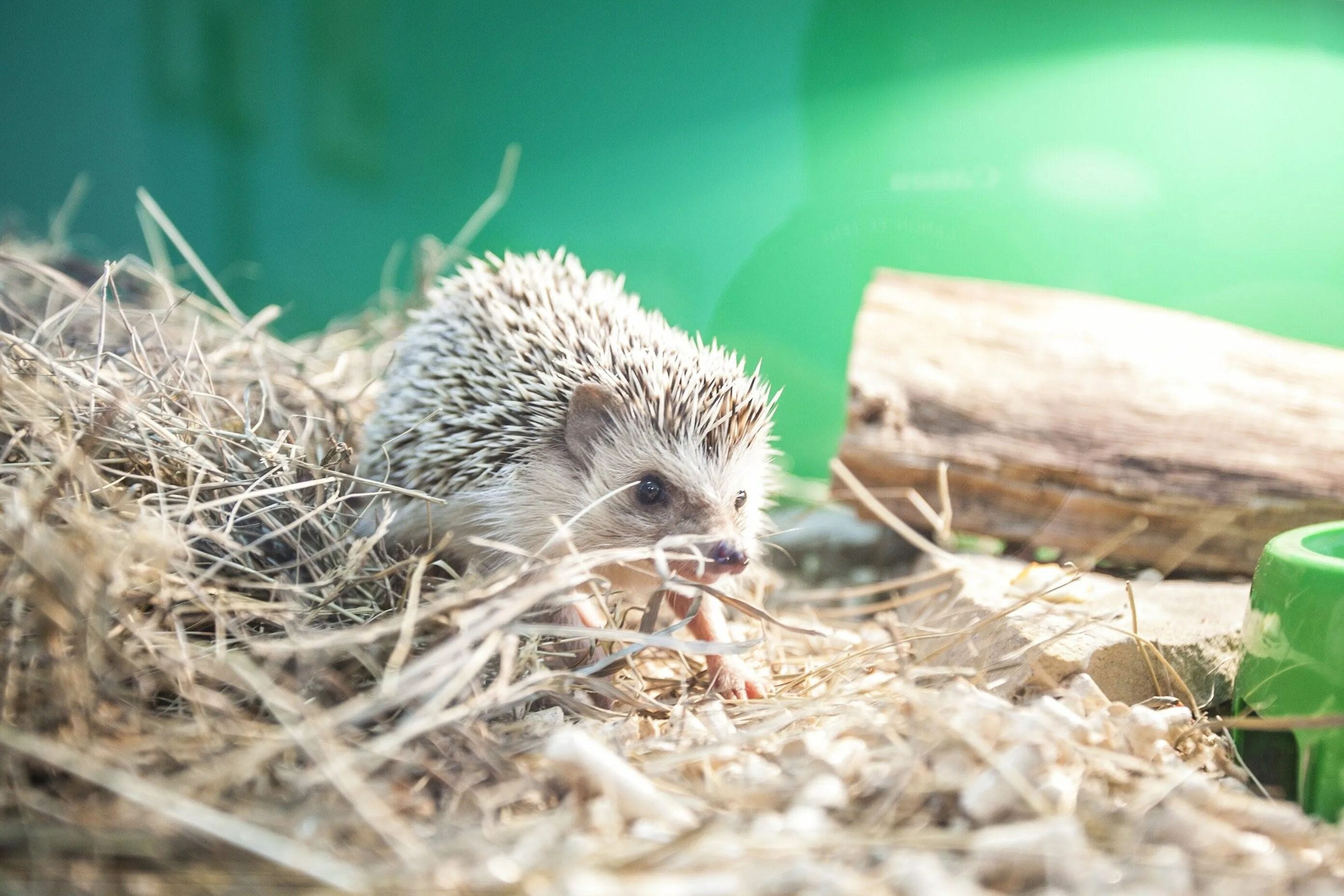 Норка ежика. Ёжики впадают в зимнюю спячку. Нора ежа в природе. Норка с ежом. Ушастый ёж в спячке.