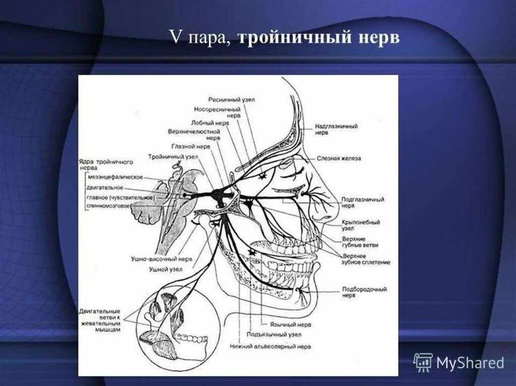 Узлы черепных нервов. Схема 5 пары черепных нервов. Иннервация 5 пары черепных нервов. 5 Пара черепных нервов схема. Тройничный нерв 5 пара ЧМН.