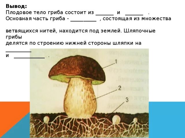 Главная часть любого гриба. Грибы части шляпочного гриба. Основная часть грибов строение шляпочных грибов. Плодовое тело шляпочного гриба. Часть плодового тела гриба шляпочных грибов.