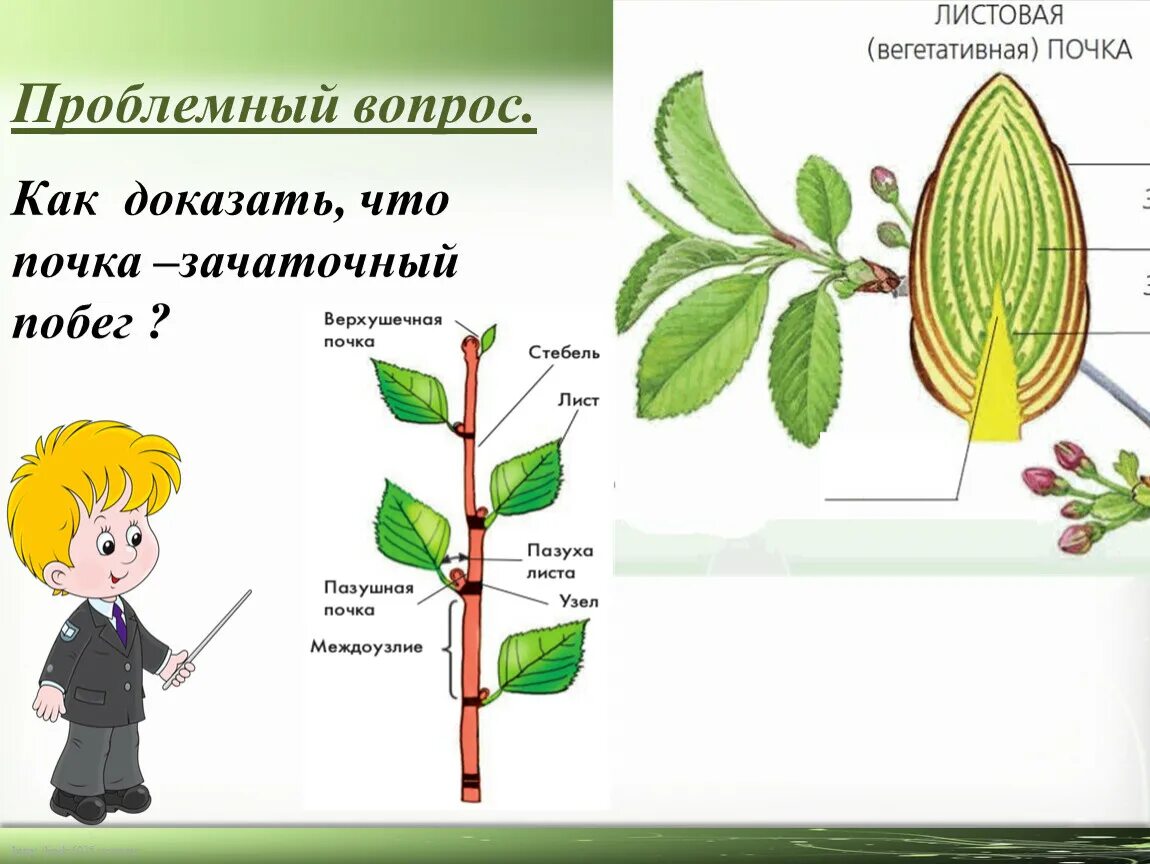 3 побегом называют. Зачаточный побег. Почка это зачаточный побег. Строение почки растения. Зачаточный побег это корень, почка лист стебель.