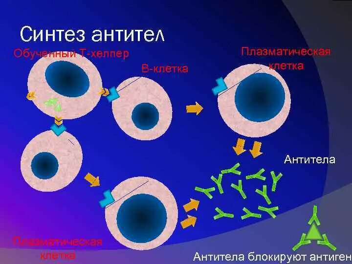 Синтезировали антитела. Синтез антител. клетки синтезирующие антитела. защитные антитела синтезируют клетки крови. особенности синтеза антител.