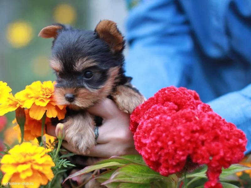 животные прокопьевск