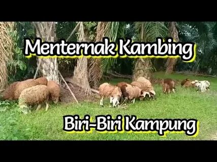Барам барам бири бири бири