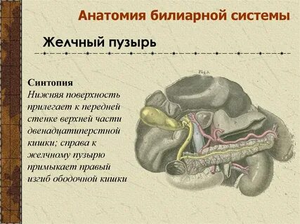 Билиарный тракт