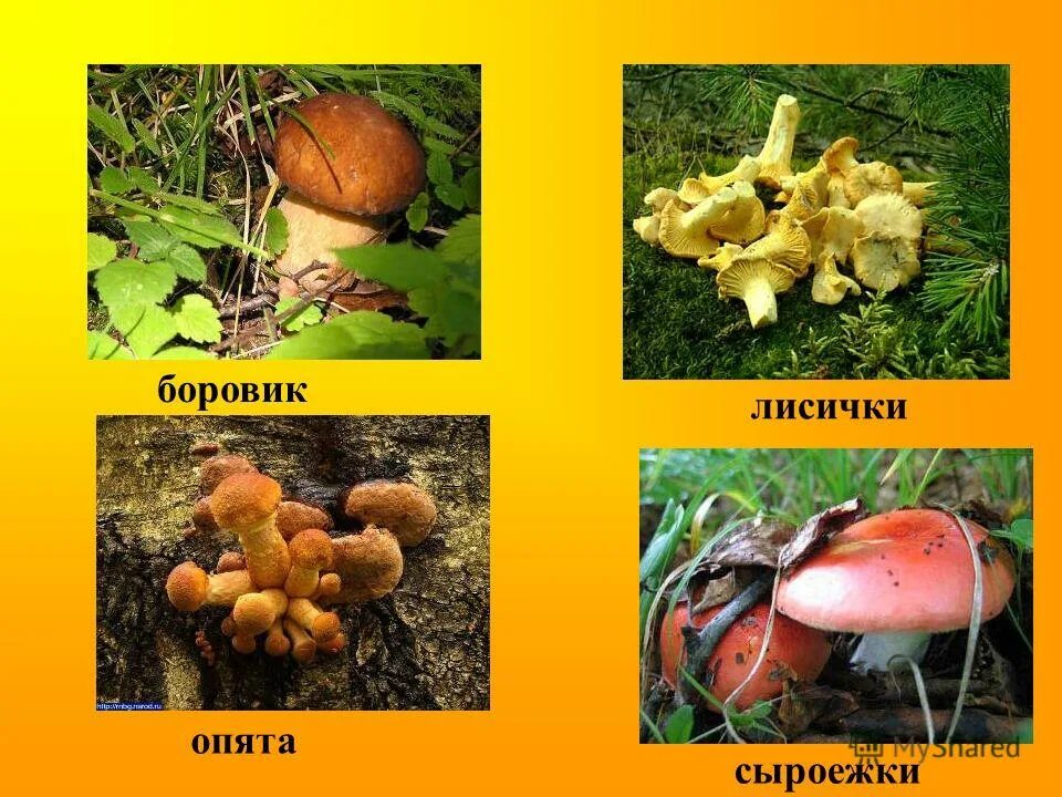 Сыроежка гриб. Сыроежка съедобные грибы. Опята и сыроежки. Опята сыроежки. Опята и лисички.