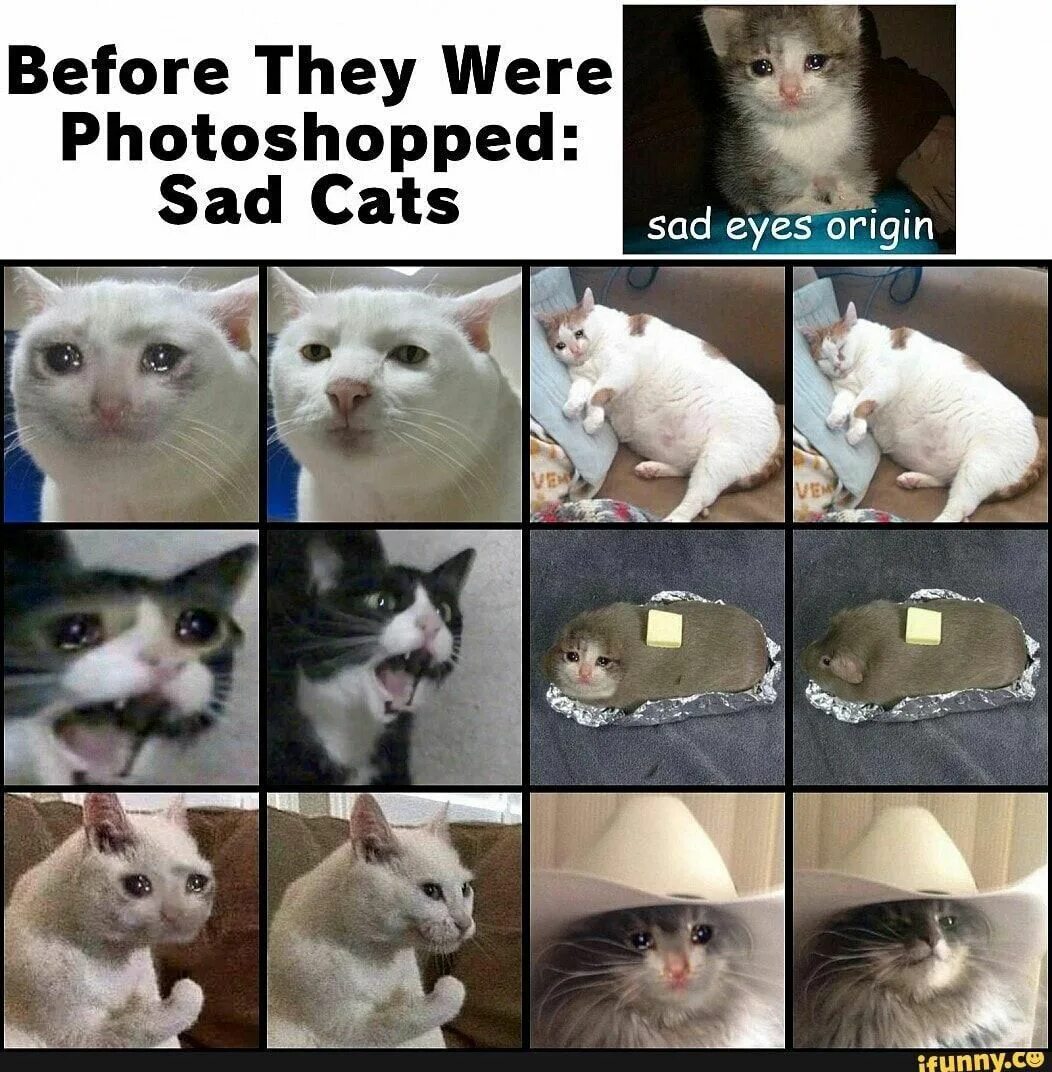 Ghim trên =*.*= Cat Hoàng Thượng Ảnh mèo hài hước, Động vật, Mèo đẹp