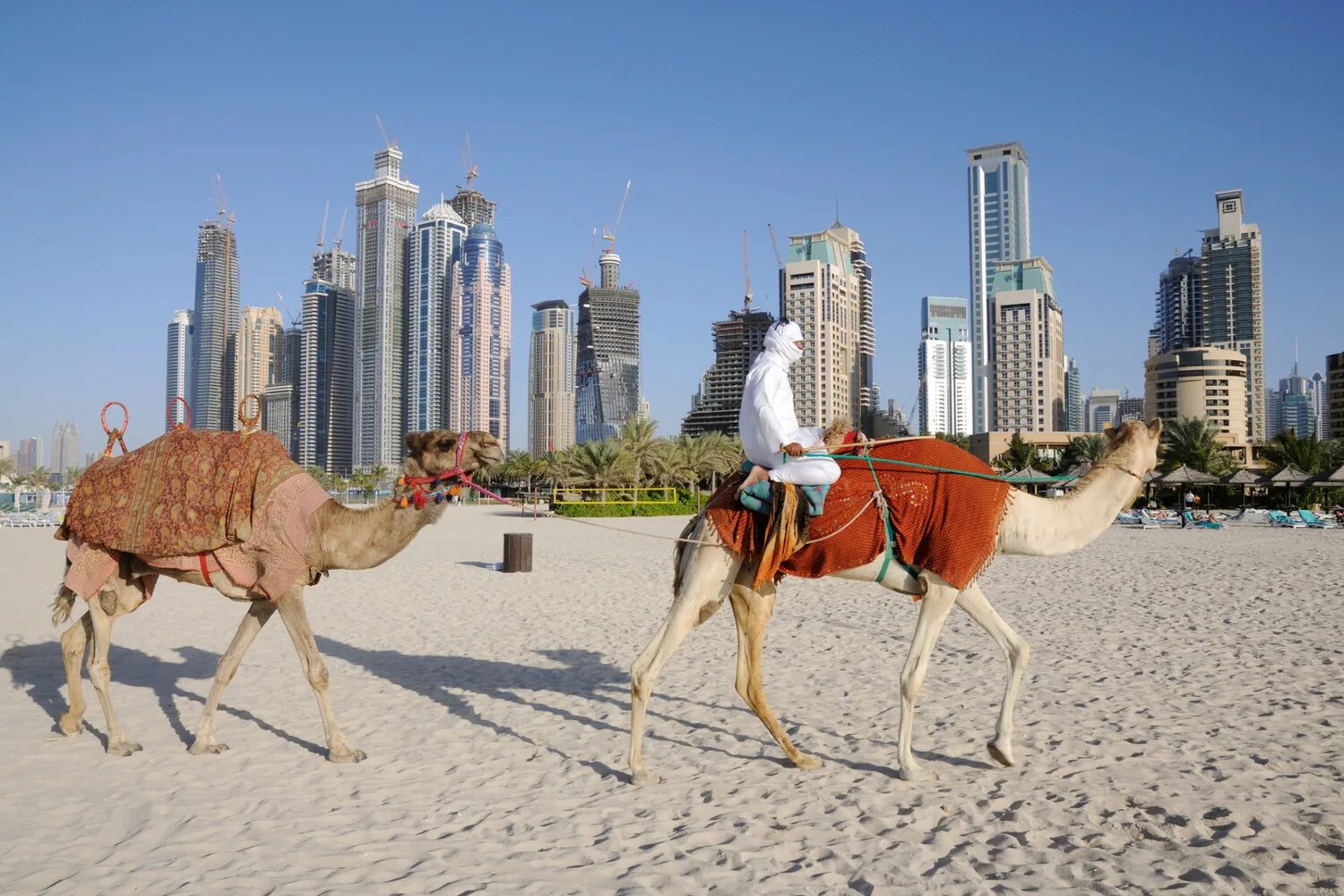 Арабские страны путешествия. Объединенные арабские эмираты (ОАЭ). ОАЭ В 2013. ОАЭ Верблюды. Араб на верблюде.