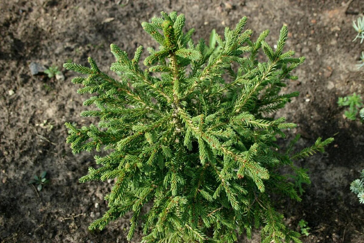 40 сортов хвойных. Ель Сибирская Picea obovata. 2. Ель Сибирская Picea obovata. Picea obovata 'Ushaika' Кристалл. Picea obovata Olgoj Chorchoj.