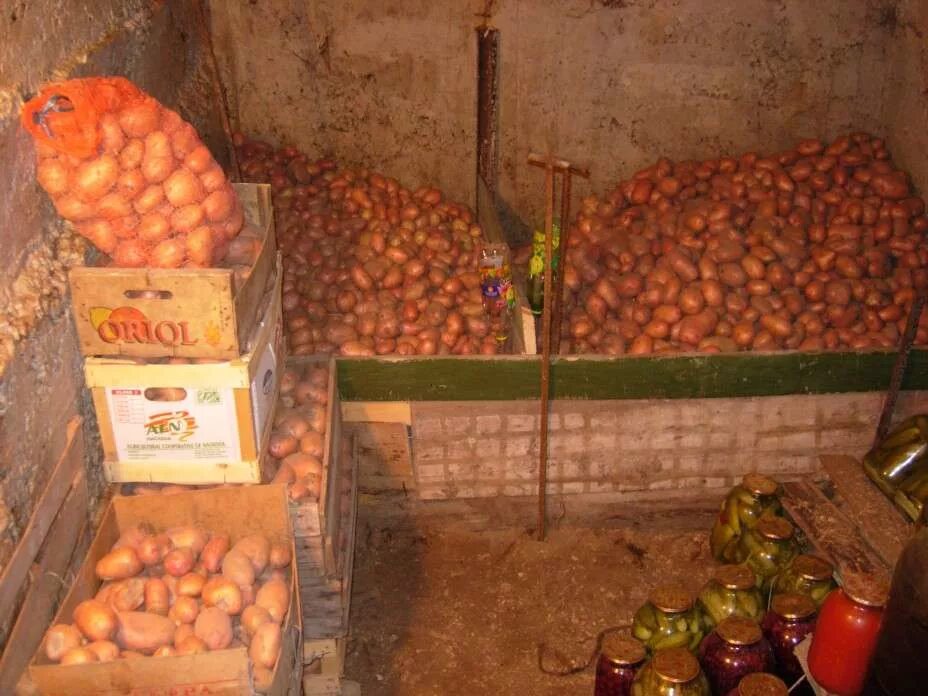 картофель адретта семена в пакете.