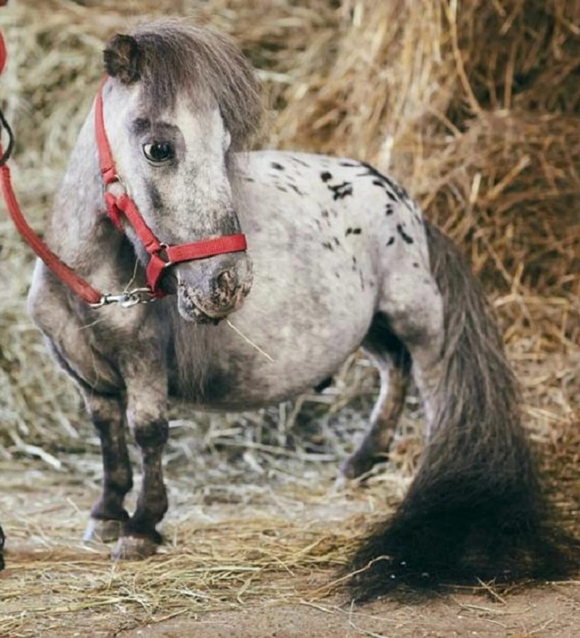 Наименьшая лошадь в мире. Бомбель конь. Маленькие лошадки. Самые маленькие лошадки. Самая маленькаялошать в мире.