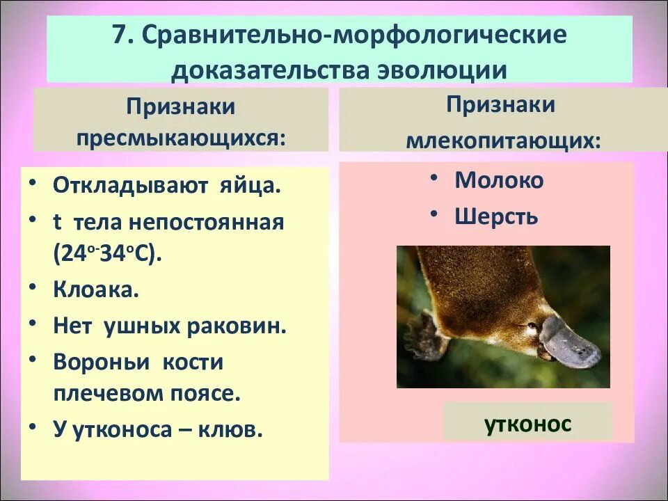 В чем сходство млекопитающих животных. Утконос признаки пресмыкающихся и млекопитающих. особенности утконоса. морфологические признаки пресмыкающихся. признаки млекопитающих у утконоса.